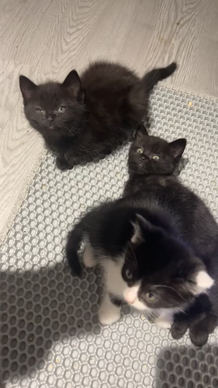 British Shorthair cats for sale: Black and white kitten  - Video 3