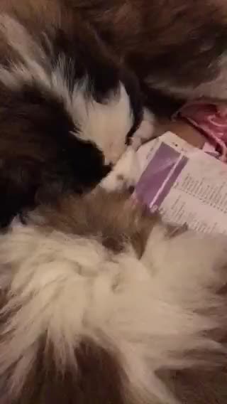 Saint Bernard dogs for sale: Health-tested line established 1990s. - Video 5