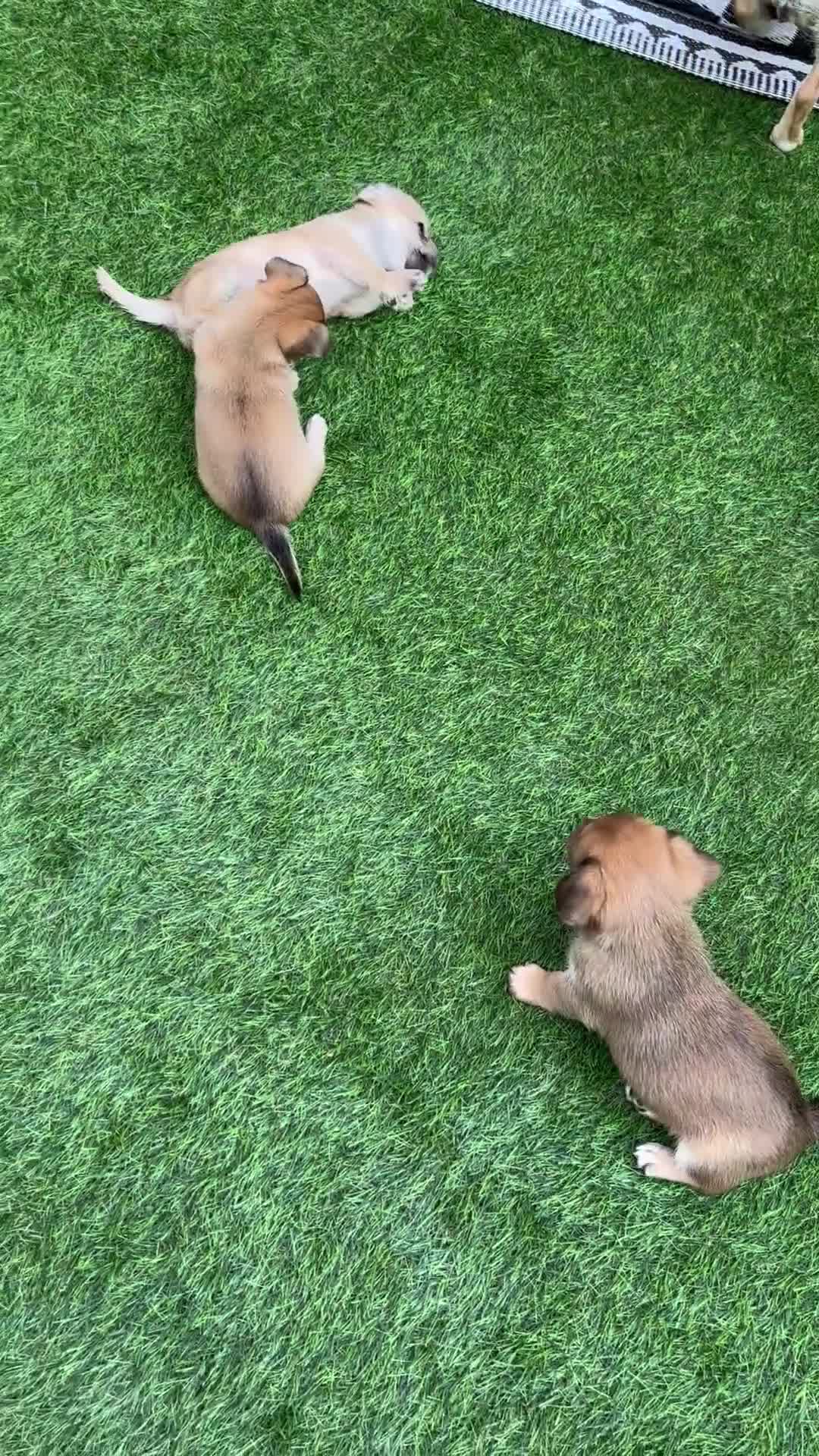 Mixed Breed dogs for sale: Jack Russell x chi puppies for sale  - Video 1
