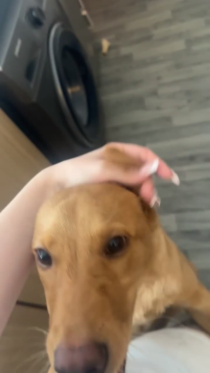 Labrador Retriever dogs for sale: Red fox Labrador  - Video 1