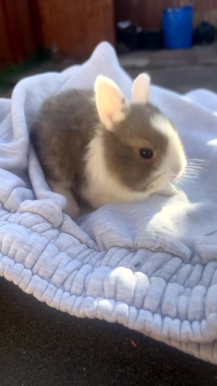 Mixed Breed rabbits for sale: Adorable  baby rabbits available! - Video 3