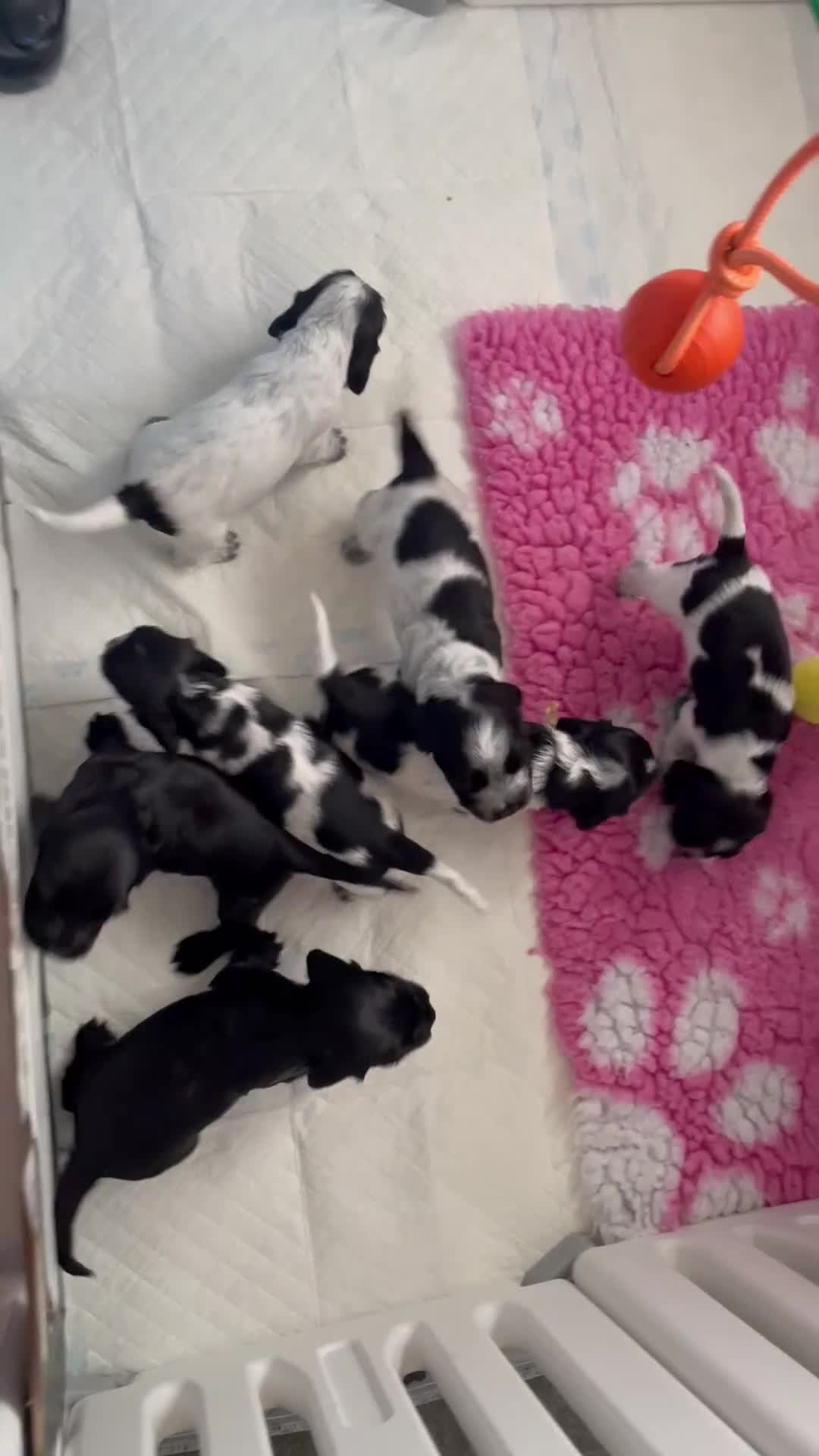 Cocker Spaniel dogs for sale: KC registered Show Cocker spaniel puppies  - Video 1