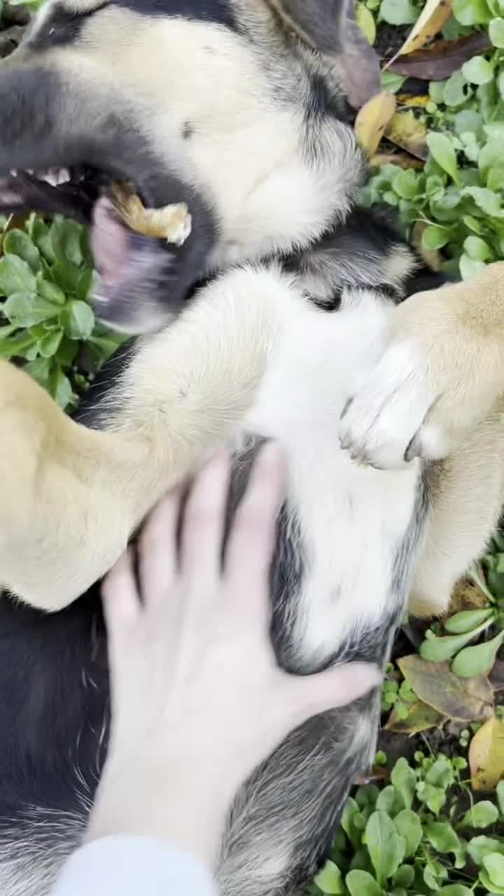 Australian Shepherd dogs for adoption: 6.5 months old Anatolian Shepherd ready to adopt! - Video 1