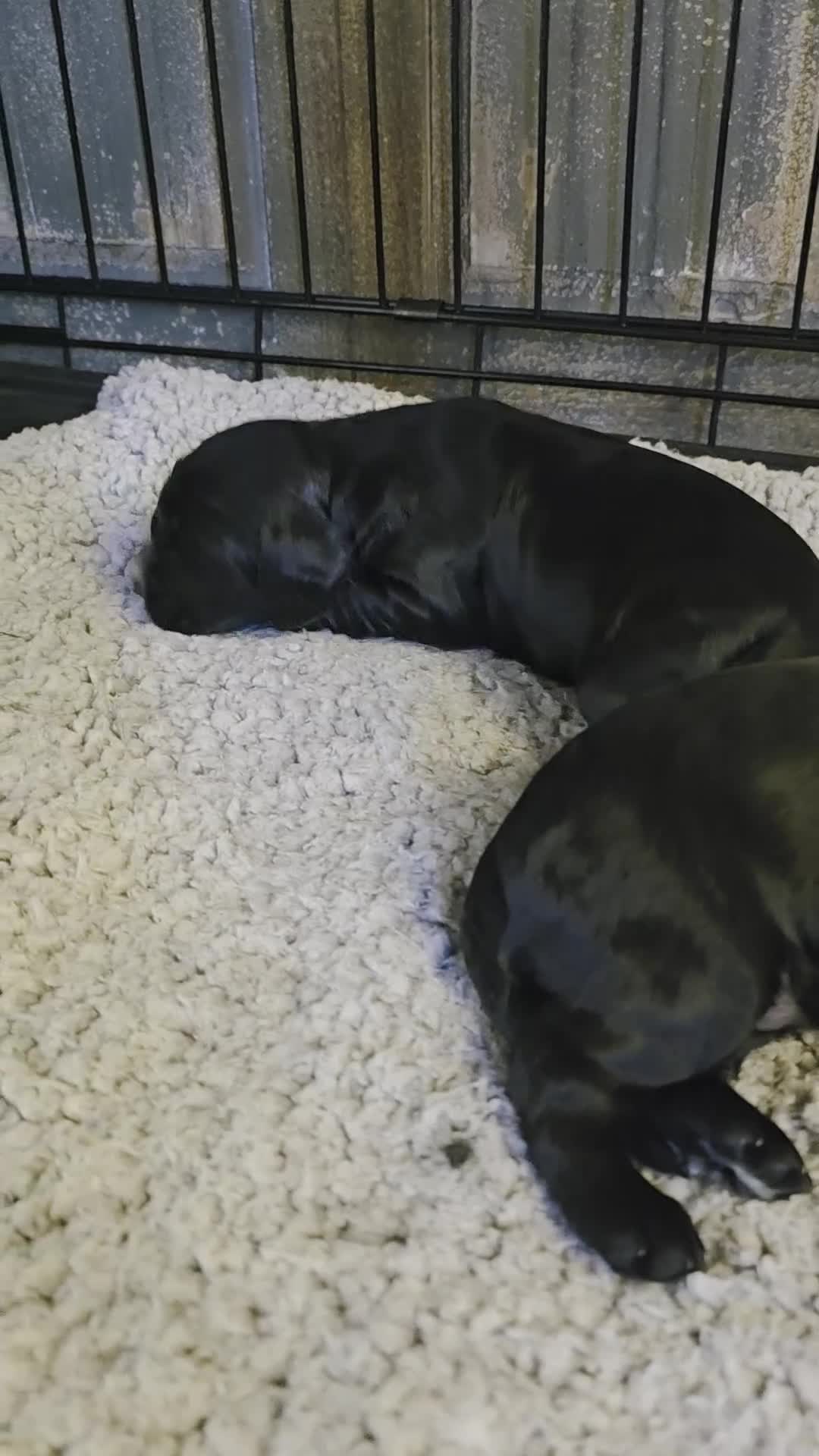 Cockalier dogs for sale: Gorgeous chunky Cockalier pupuchinos - Video 1