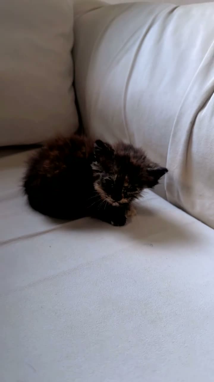 British Longhair cats for sale: Kittens - Video 1