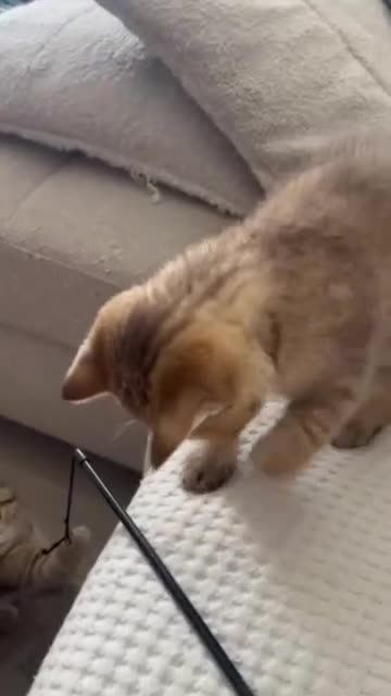 British Shorthair cats for sale: British Shorthair kittens! 2 LEFT!  - Video 2