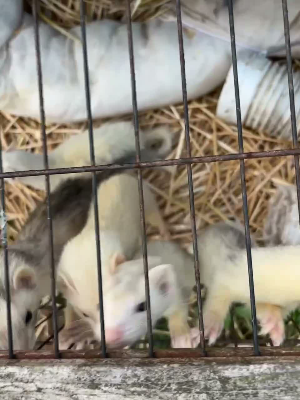 Ferret rodents for sale: kits 👀🏡 - Video 2