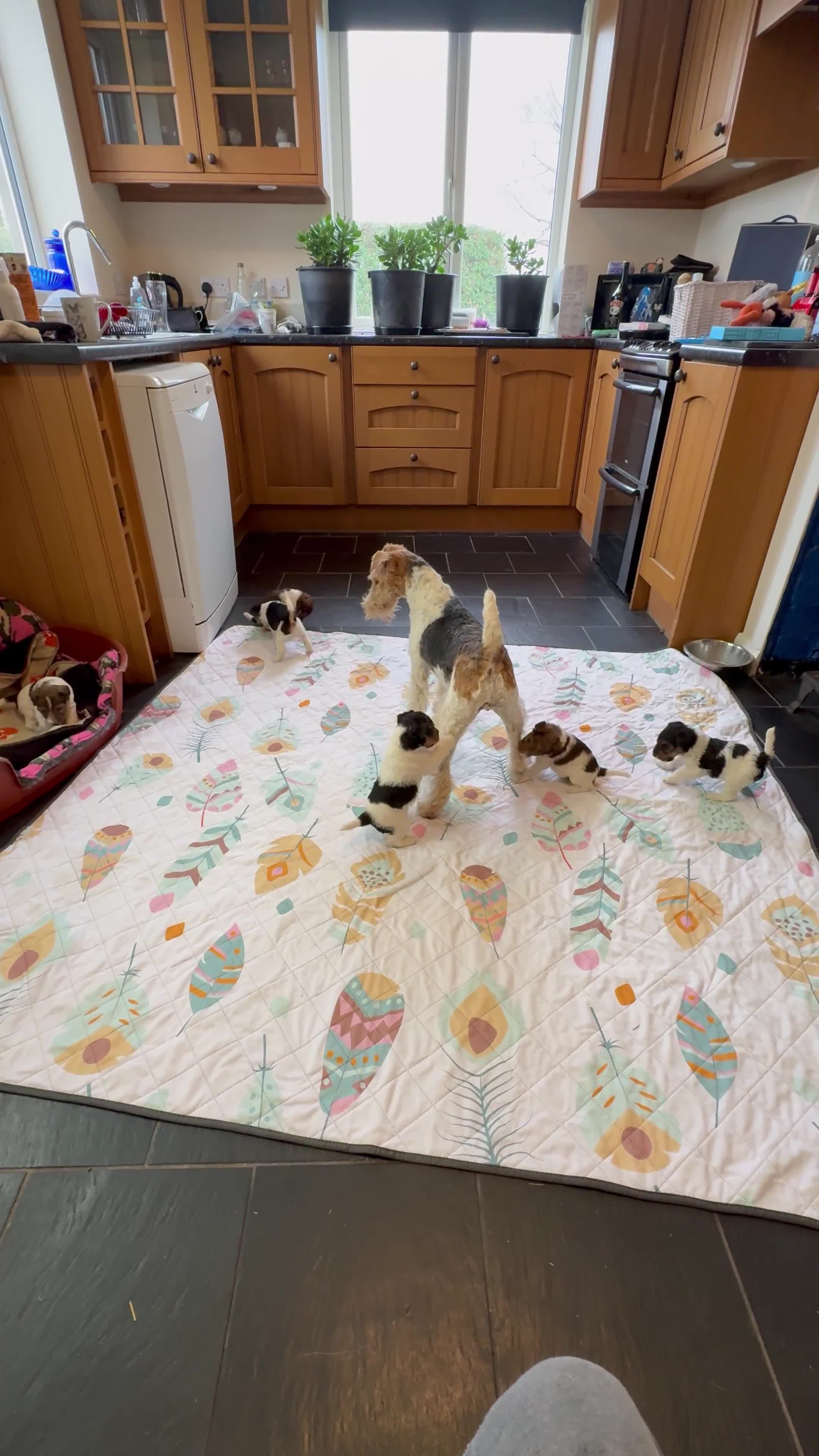 Fox Terrier dogs for sale: ⭐️ Licensed Breeder ⭐️ KC Wire Fox Terrier pups  - Video 1