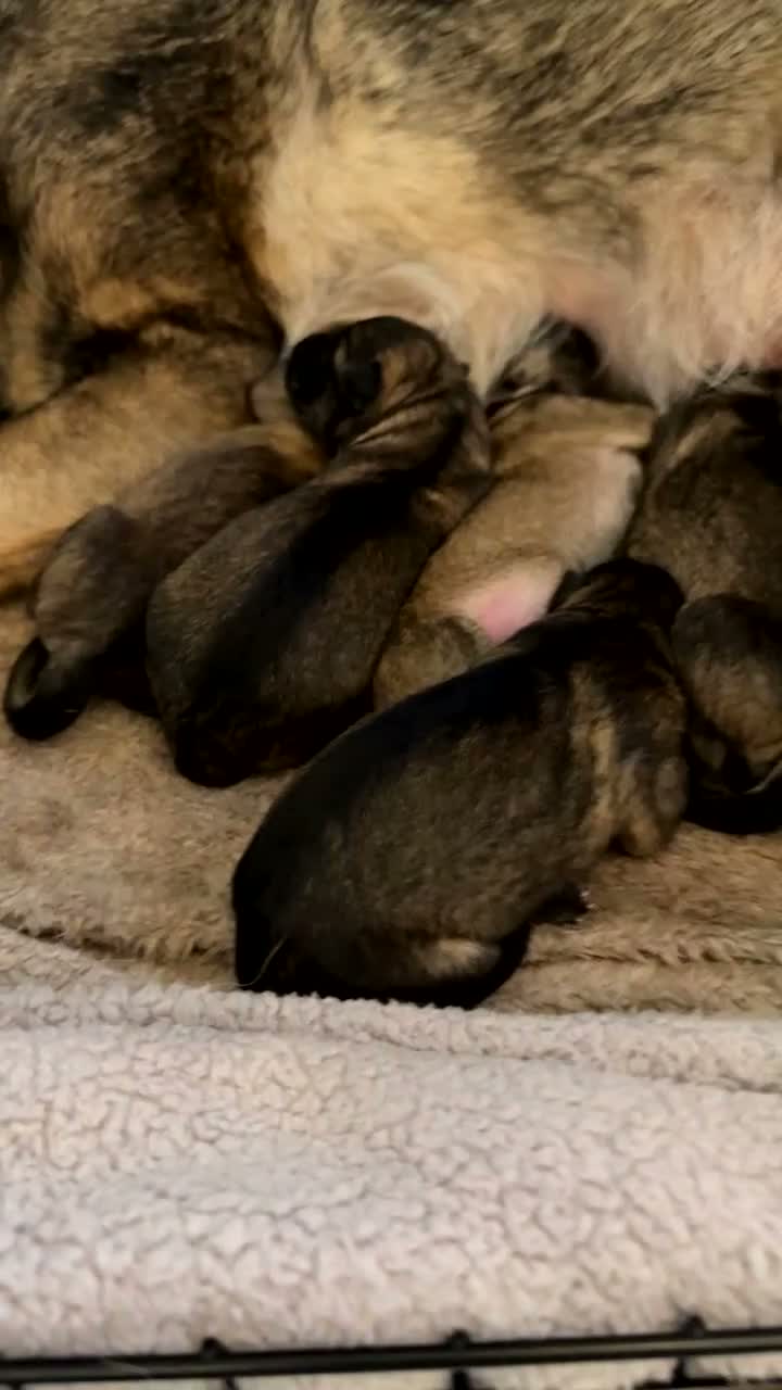 German Shepherd dogs for sale: German Shepherd puppies ready just before  **   in Lichfield - Video 1