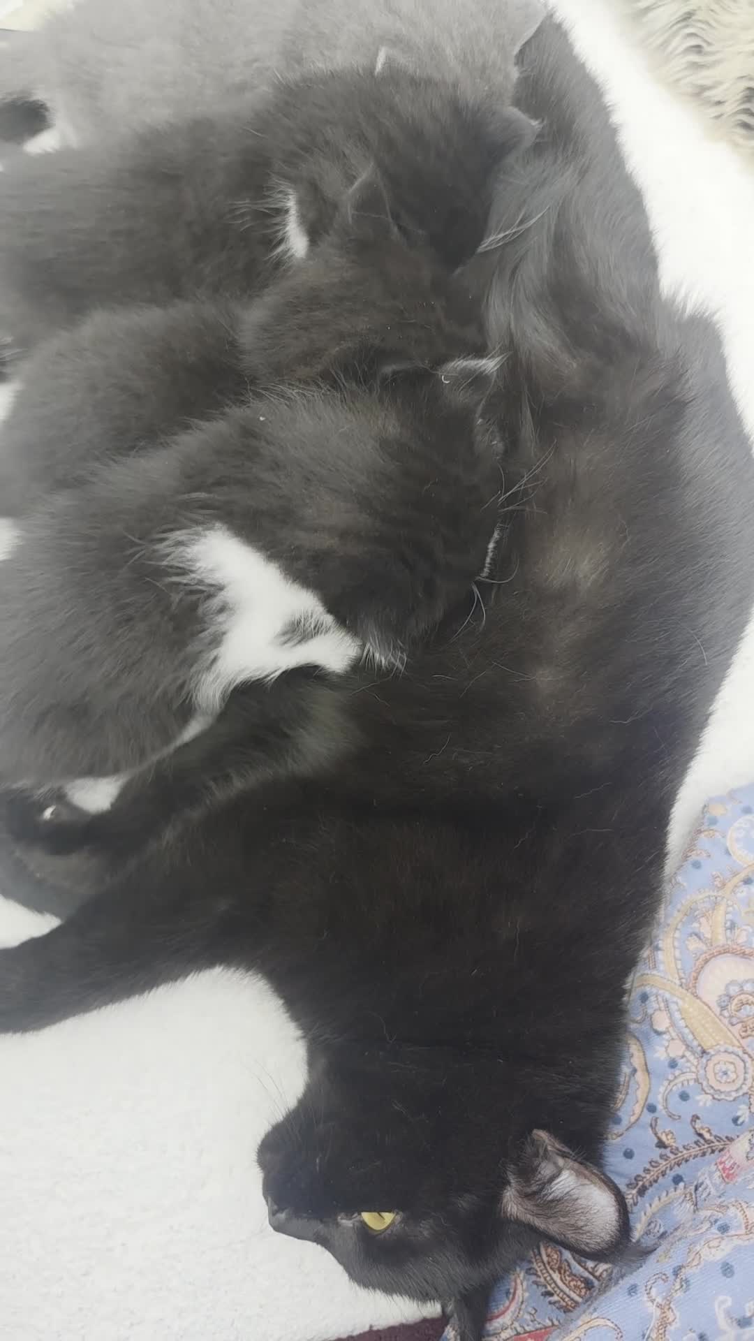 British Shorthair cats for sale: Kittens  - Video 2