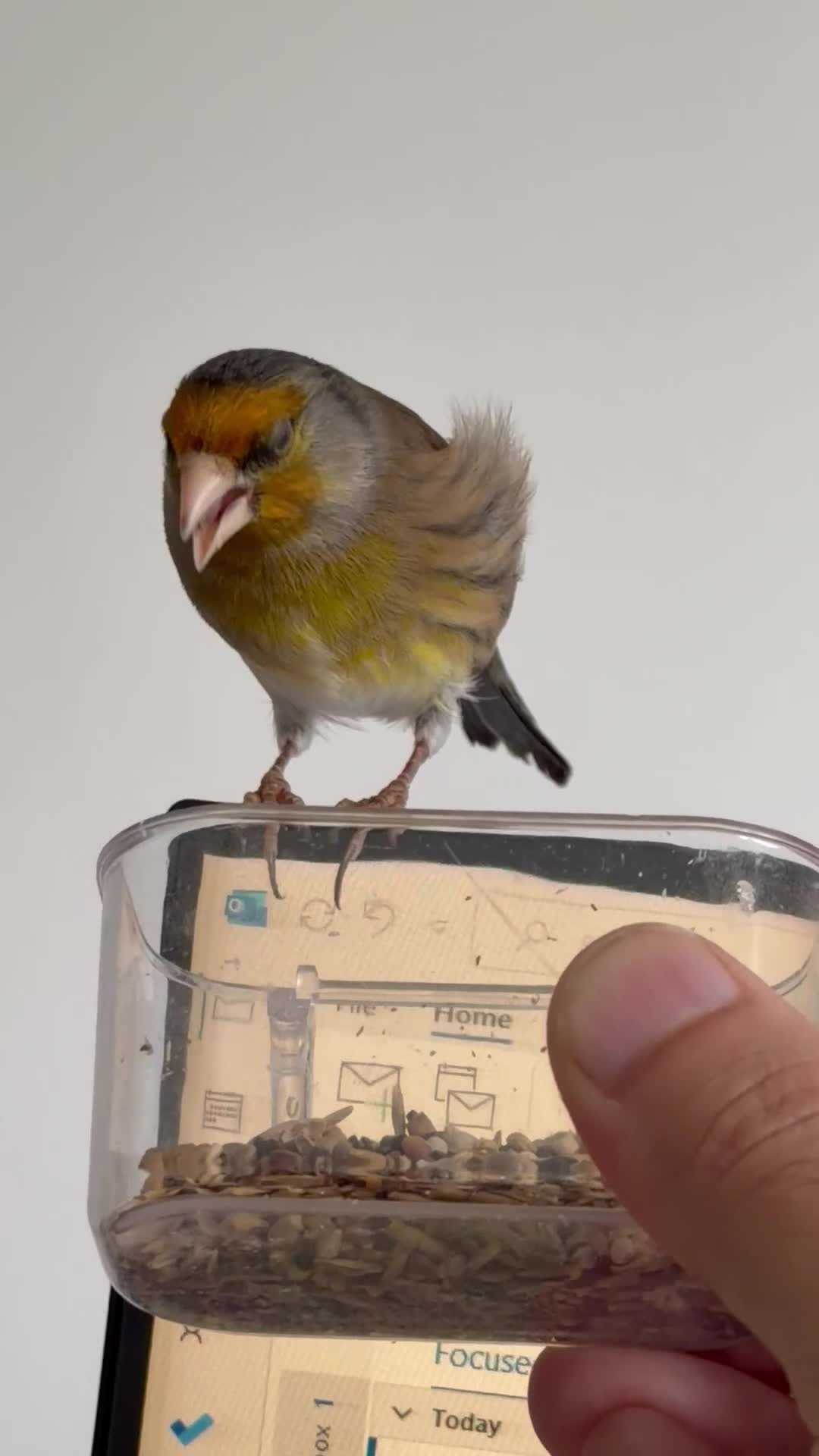 Finches birds for sale: Switty Singing Goldfinch Cock Mule - Video 3