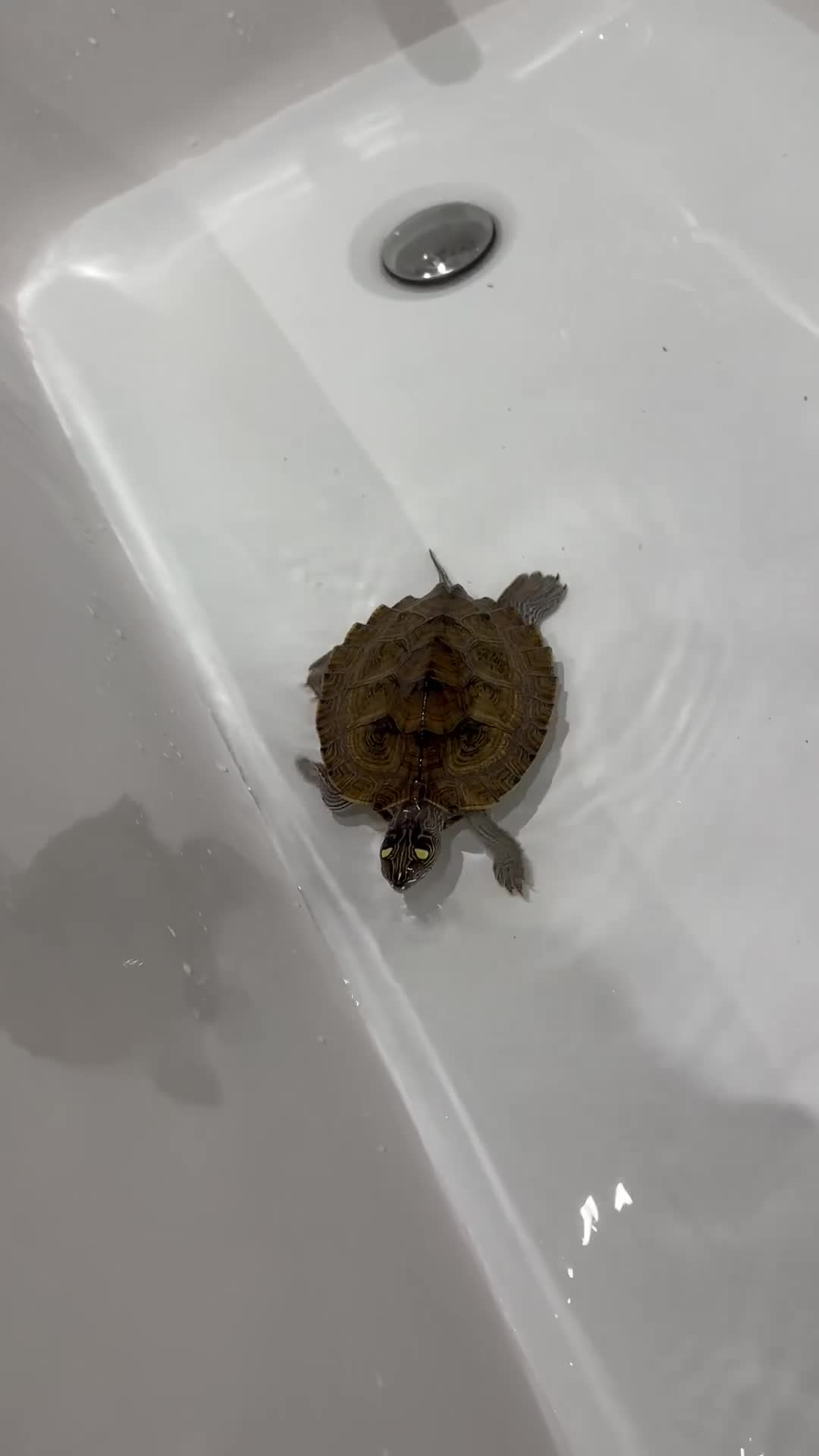 Turtle reptiles for sale: Map turtle  - Video 1