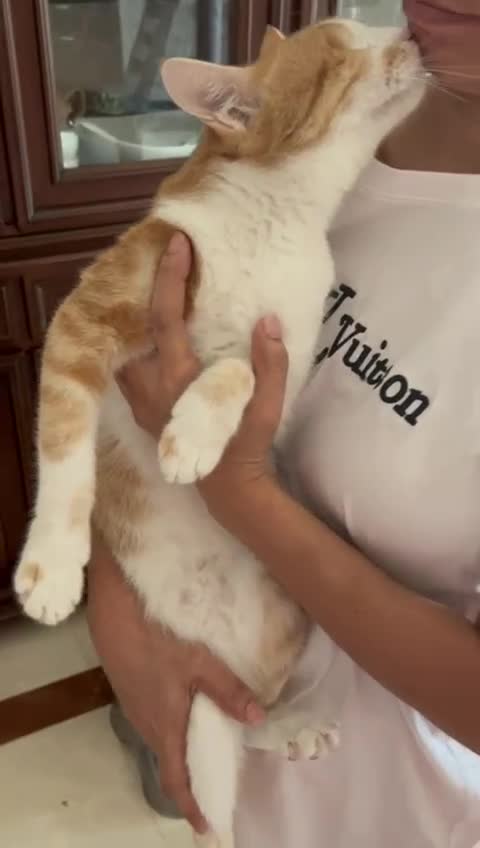 Mixed Breed cats for adoption: Cuddly, One Eyed *Indoor* cat  - Video 1