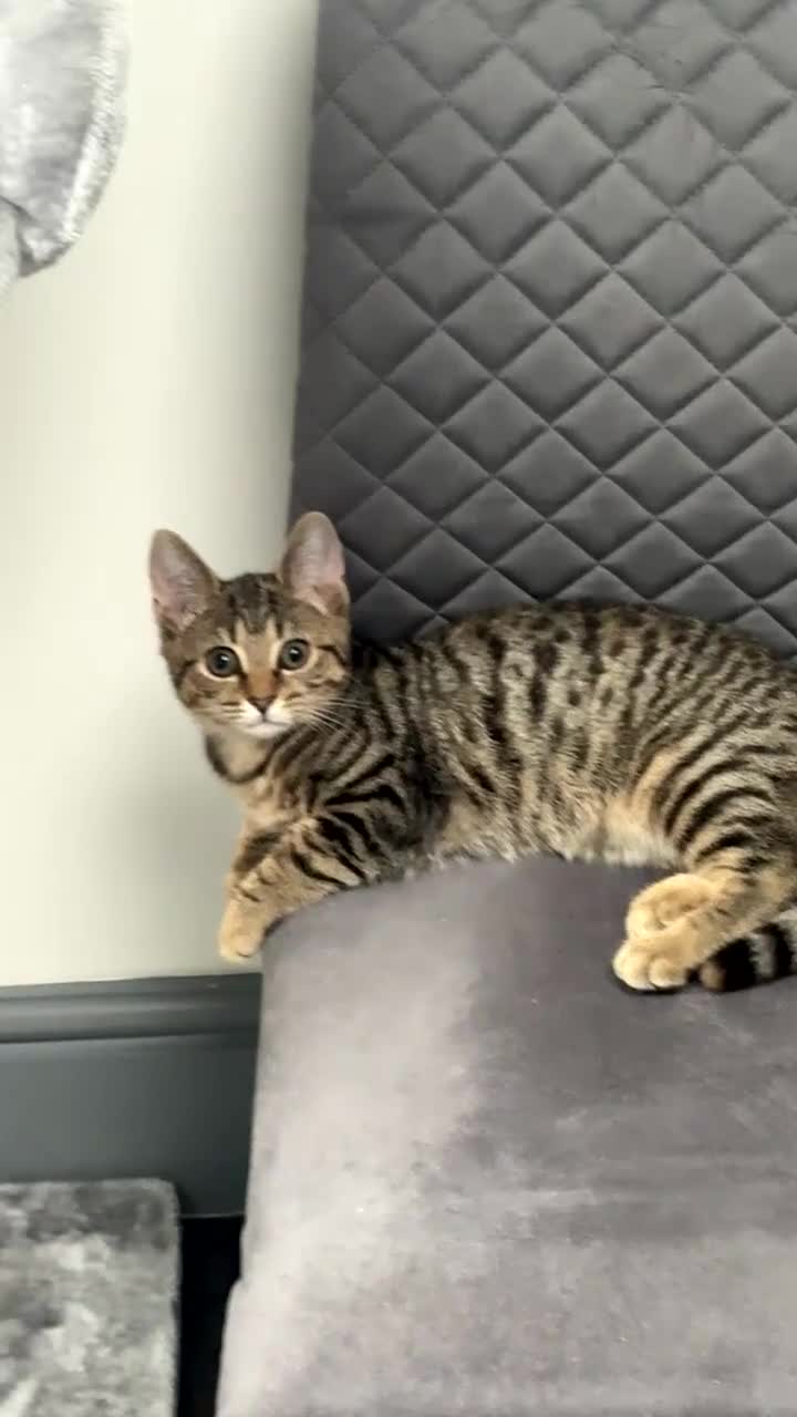 Domestic Shorthair cats for sale: 🐾Two Gorgeous Female Kittens🐾 - Video 3