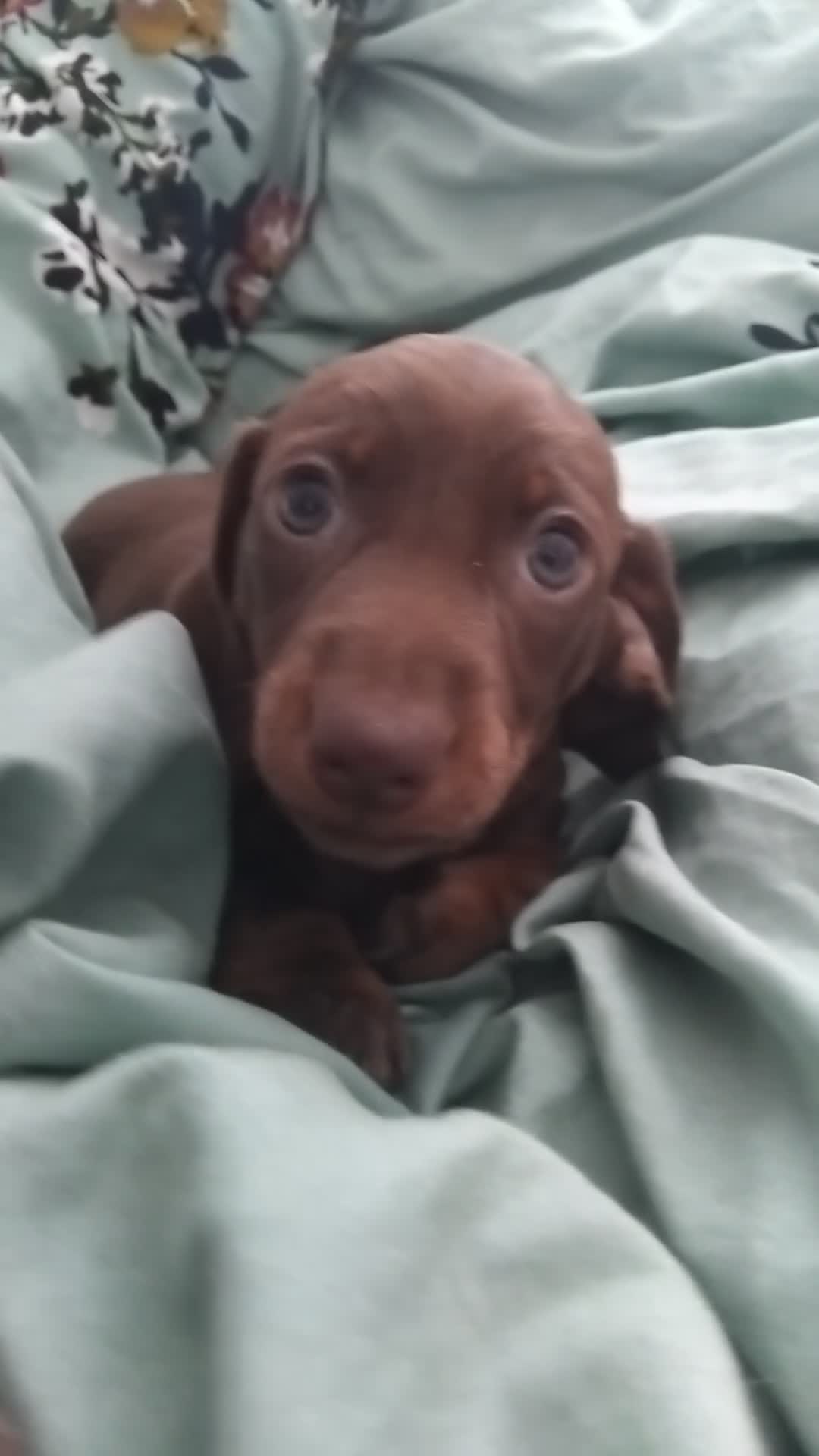 Miniature Dachshund dogs for sale: Kc registered miniature dachshund puppies - Video 1