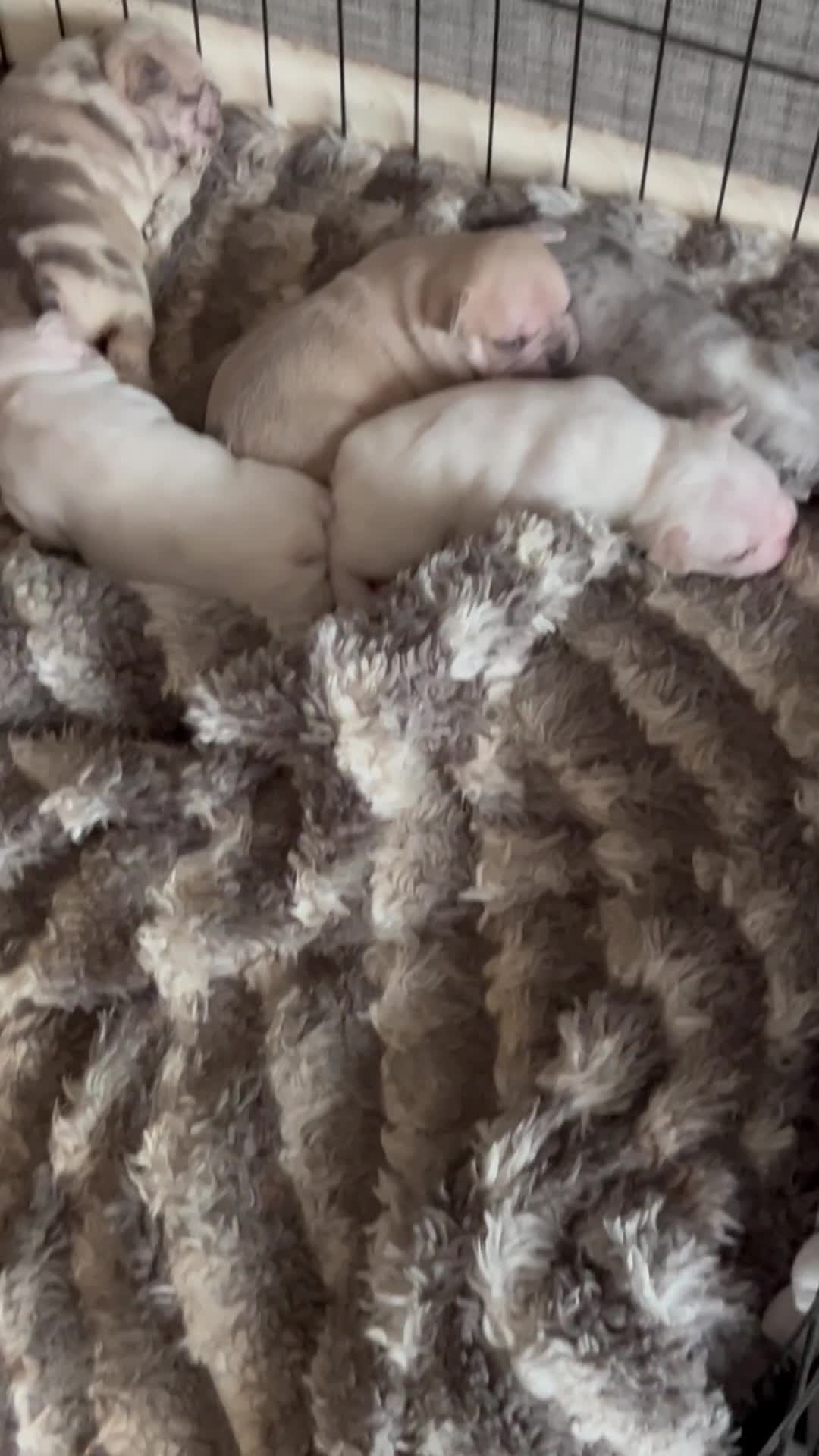 French Bulldog dogs for sale: 3 Extremely beautiful French bull terriers kc reg  - Video 1