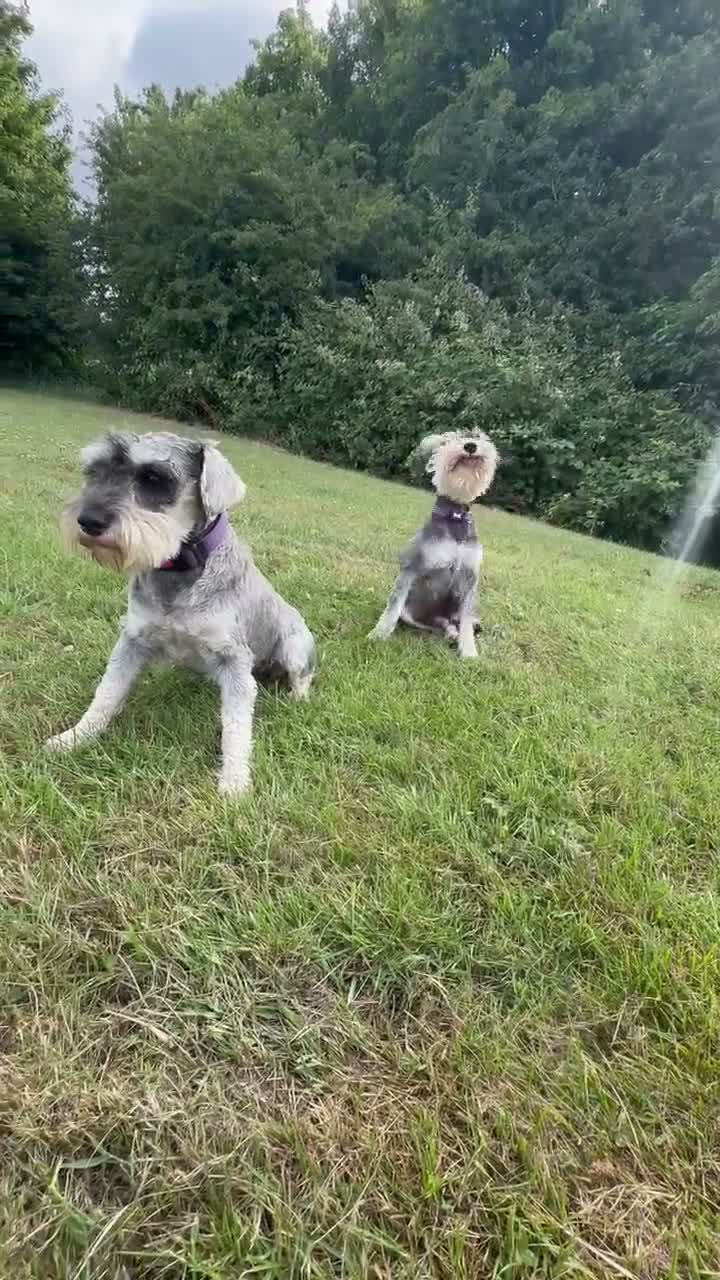 Miniature Schnauzer dogs for sale: KC Registered Miniature Schnauzers 🐶  - Video 1