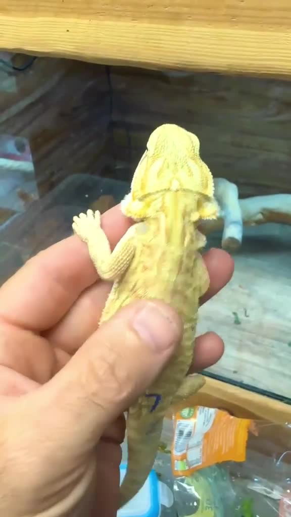 Bearded Dragon reptiles for sale: Super Citrus YELLOW US Bloodline - Video 2