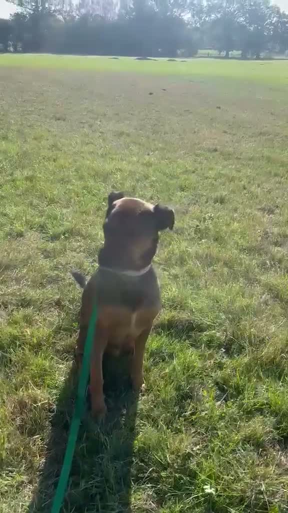 Mixed Breed dogs for adoption: Casper is looking for his forever sofa in Ashford - Video 4