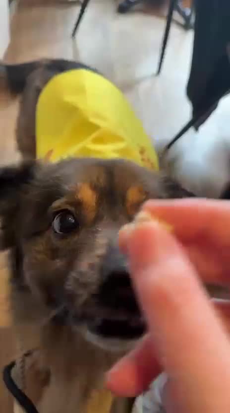 Mixed Breed dogs for adoption: Rusty - sweet boy xx  - Video 1