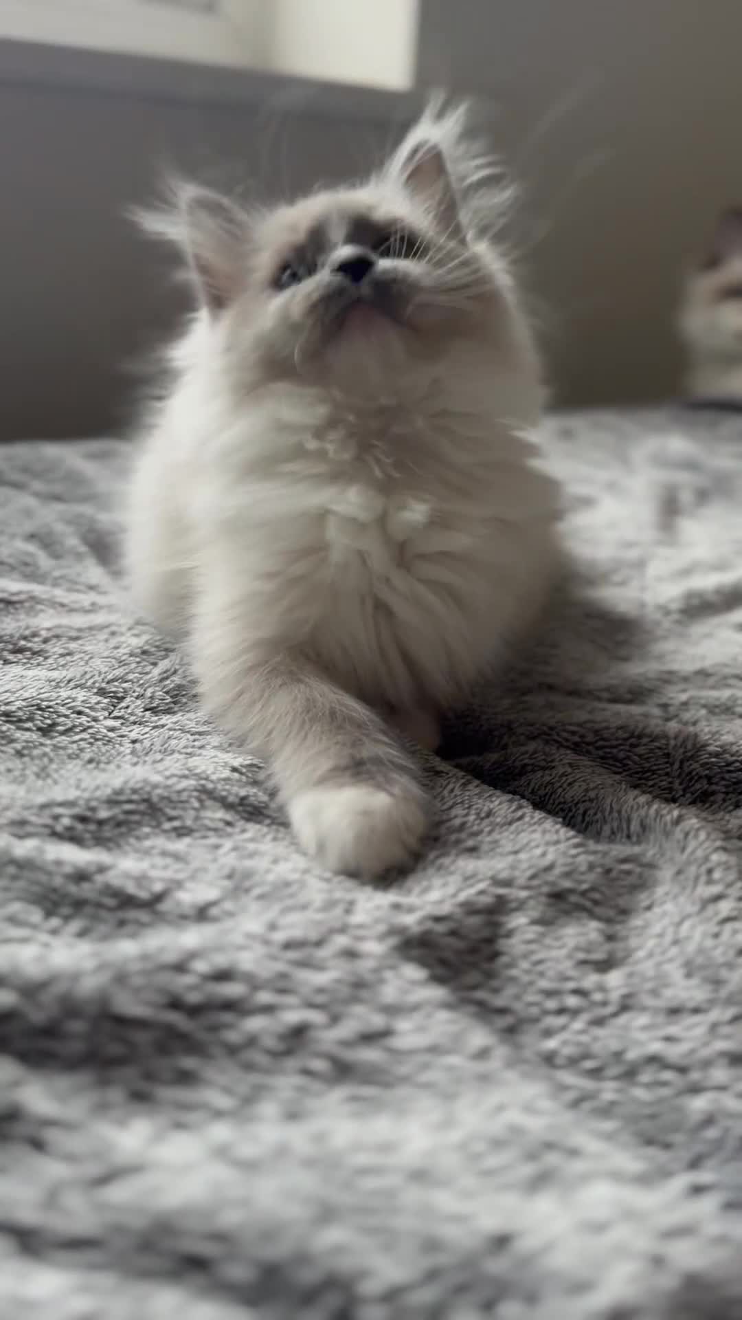 Ragdoll cats for sale: 💙🐾Tica full Pedigree🐾EU Ragdoll 🐱🐾DNA Clear - Video 3