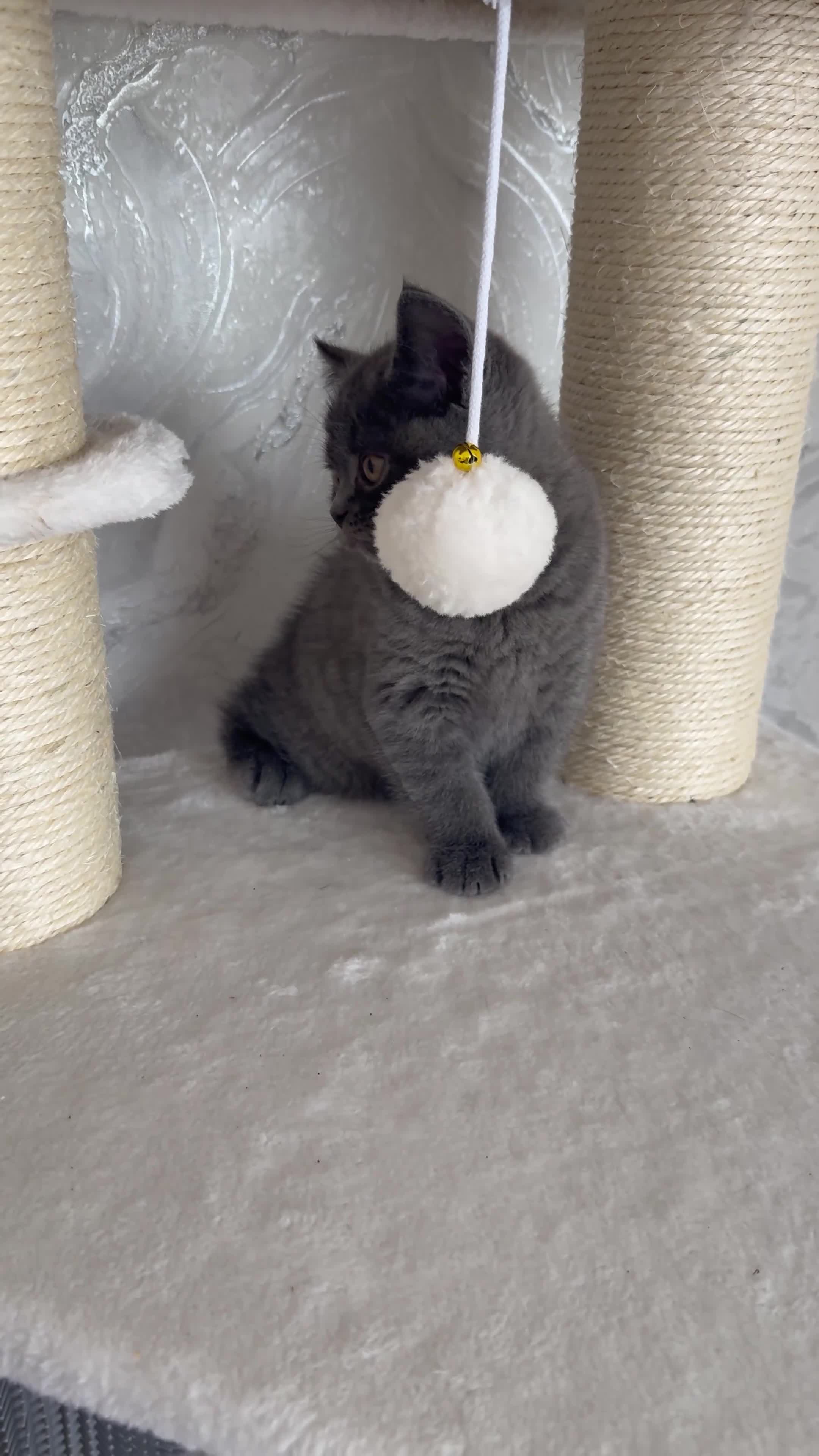 British Shorthair cats for sale: Chunky Solid Blue Male British Shorthair Kitten  in Liverpool - Video 1