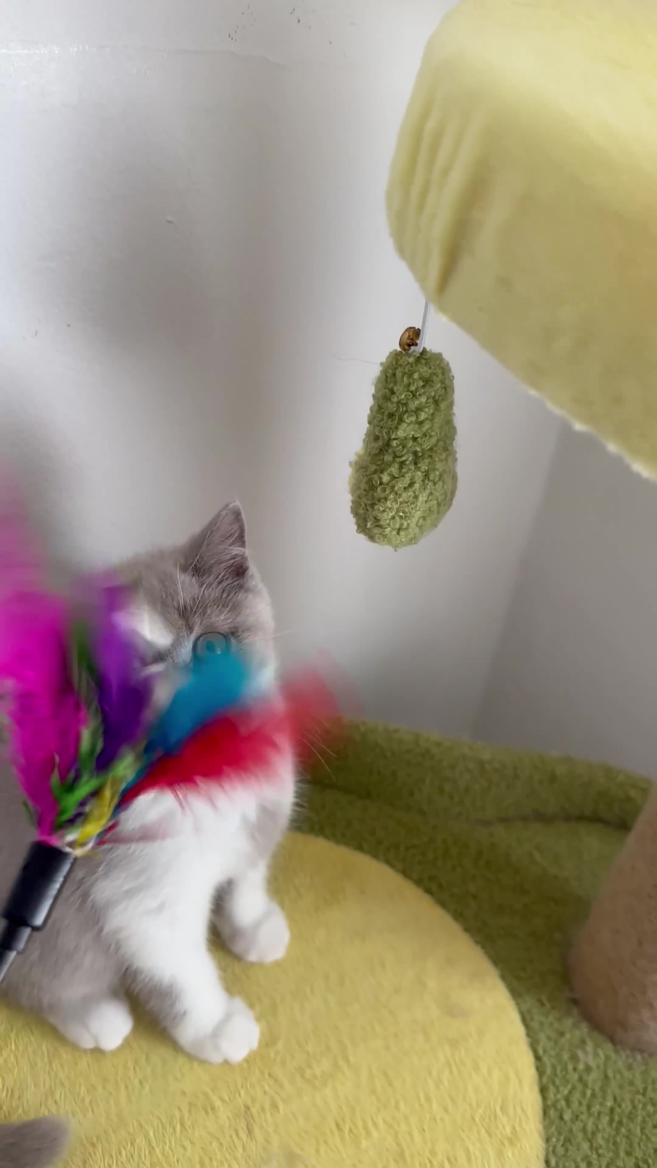 British Shorthair cats for sale: British Short Hair TICA REG Ready now  - Video 3