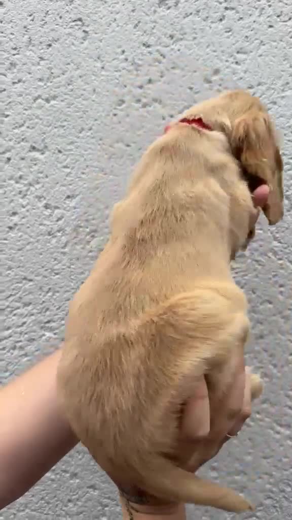 Cocker Spaniel dogs for sale: Cocker spaniel puppies - Video 3