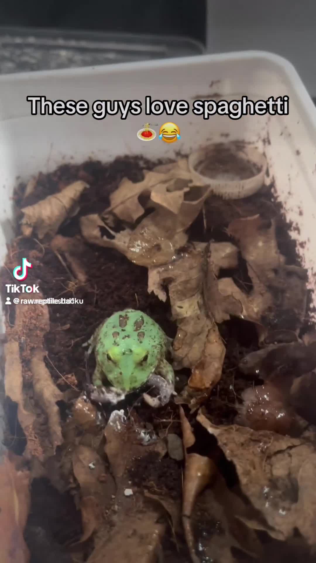 Frog reptiles for sale: Baby Pac-Man Froglets  - Video 1