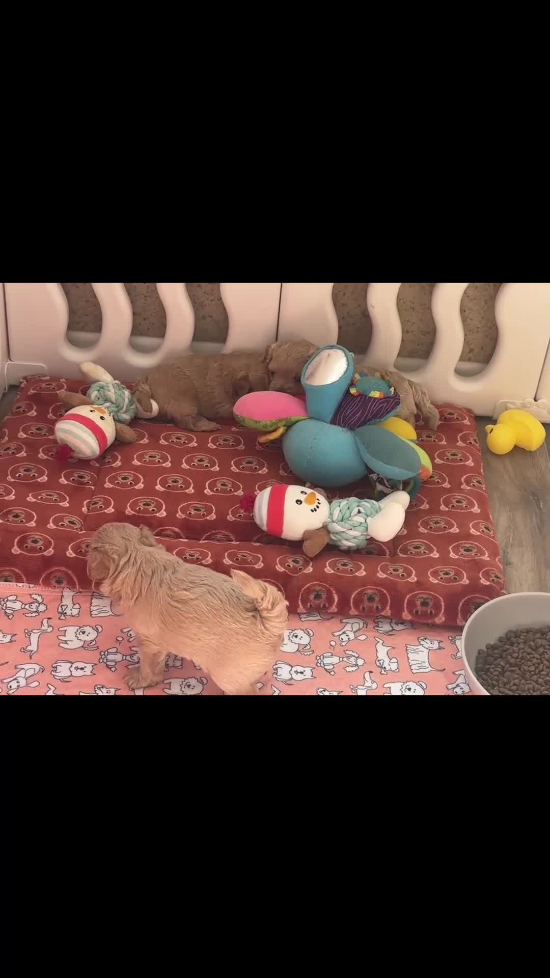 Maltipoo dogs for sale: Tiny Emper-Maltipoo Puppies – Asian teddy dad! - Video 1