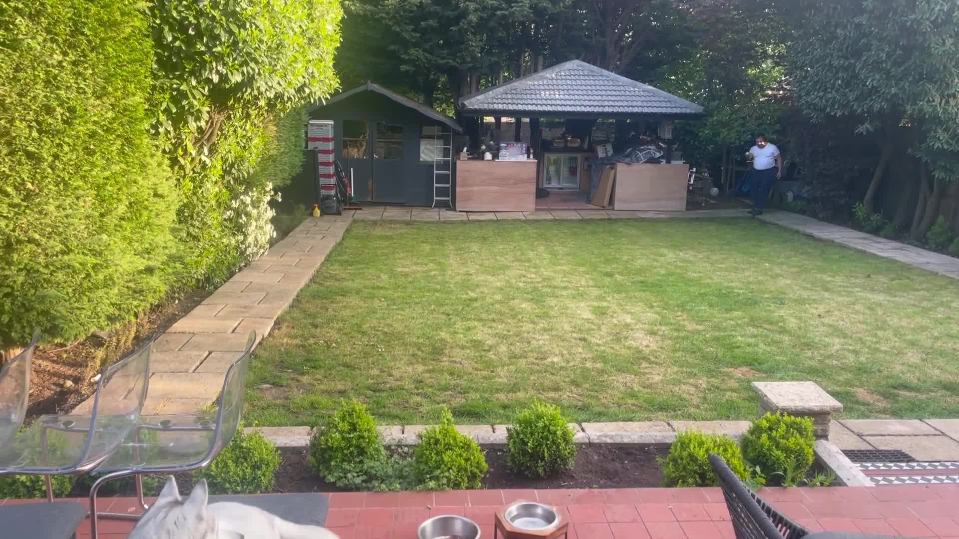Siberian Husky dogs for sale: Sky Perah  in London - Video 3