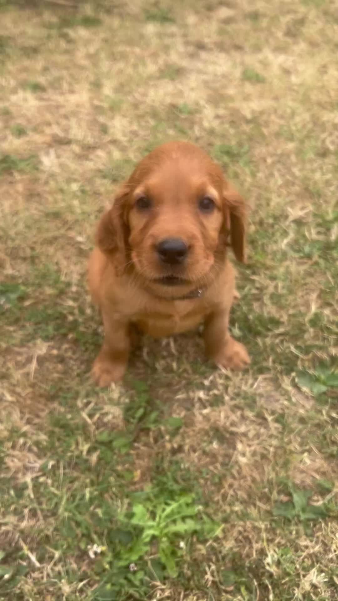 Mixed Breed dogs for sale:  ☘️ Golden Irish puppies available  ☘️ - Video 4