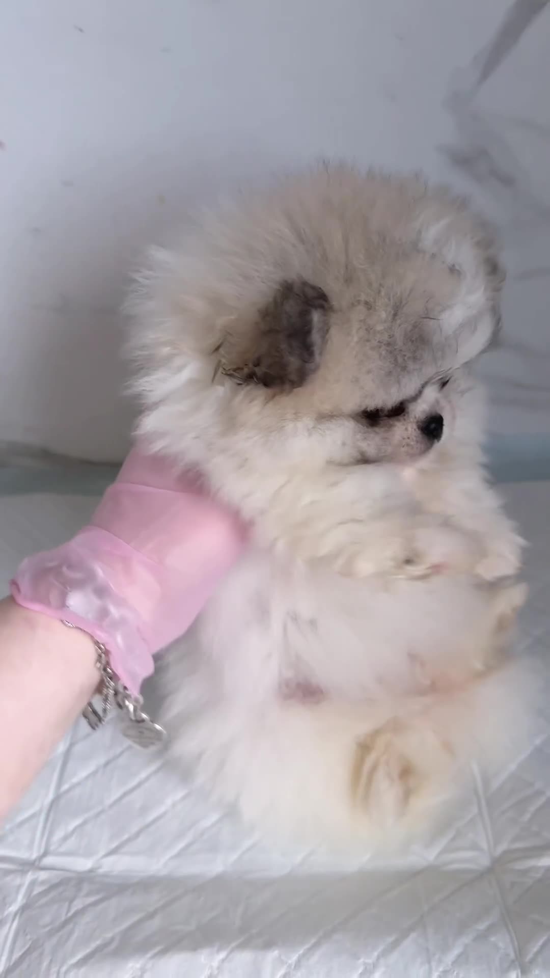Pomeranian dogs for sale: Ready now 🧸 champion line🥇Koreanian line  - Video 1