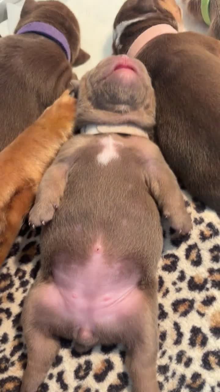 English Bulldog dogs for sale: 2 beaut female English bulldogs NEBBR registered - Video 1
