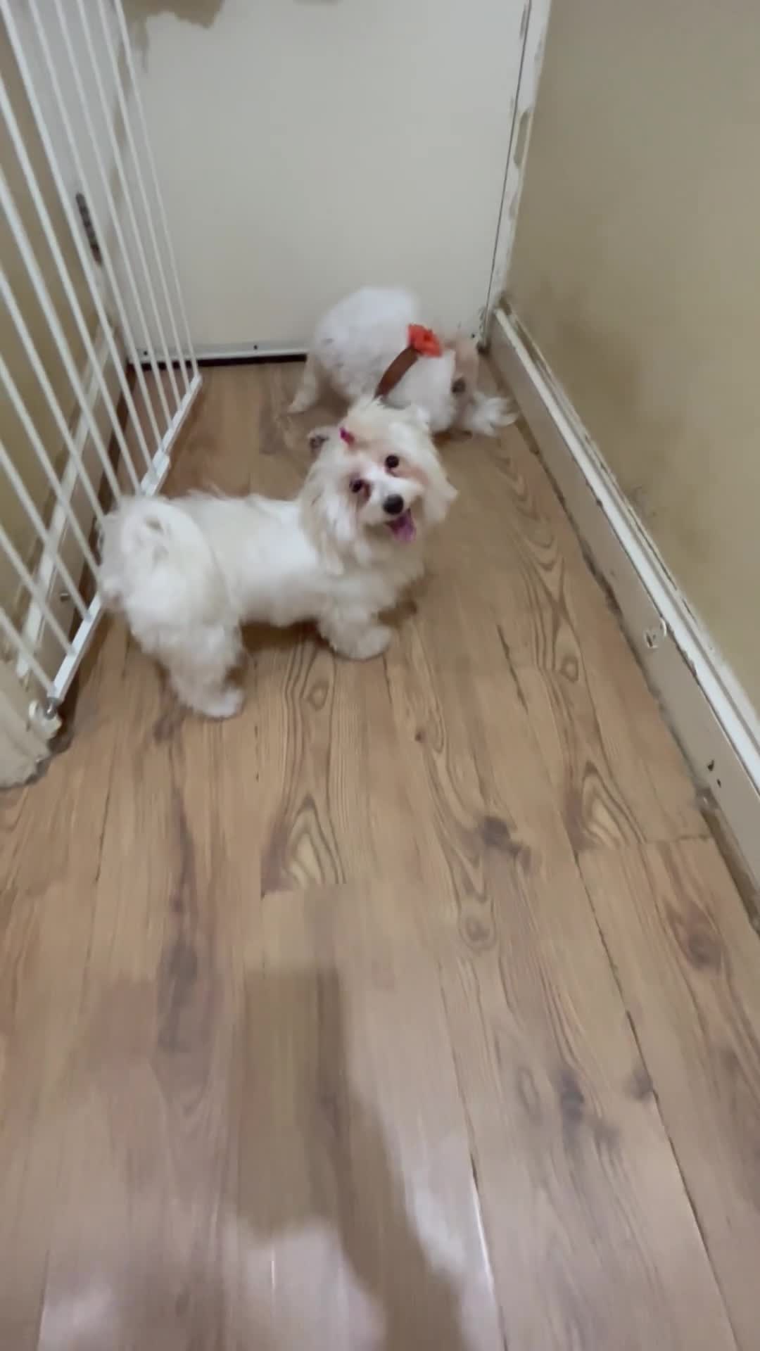Havanese dogs for sale: Sweet Bella 🤗 - Video 1