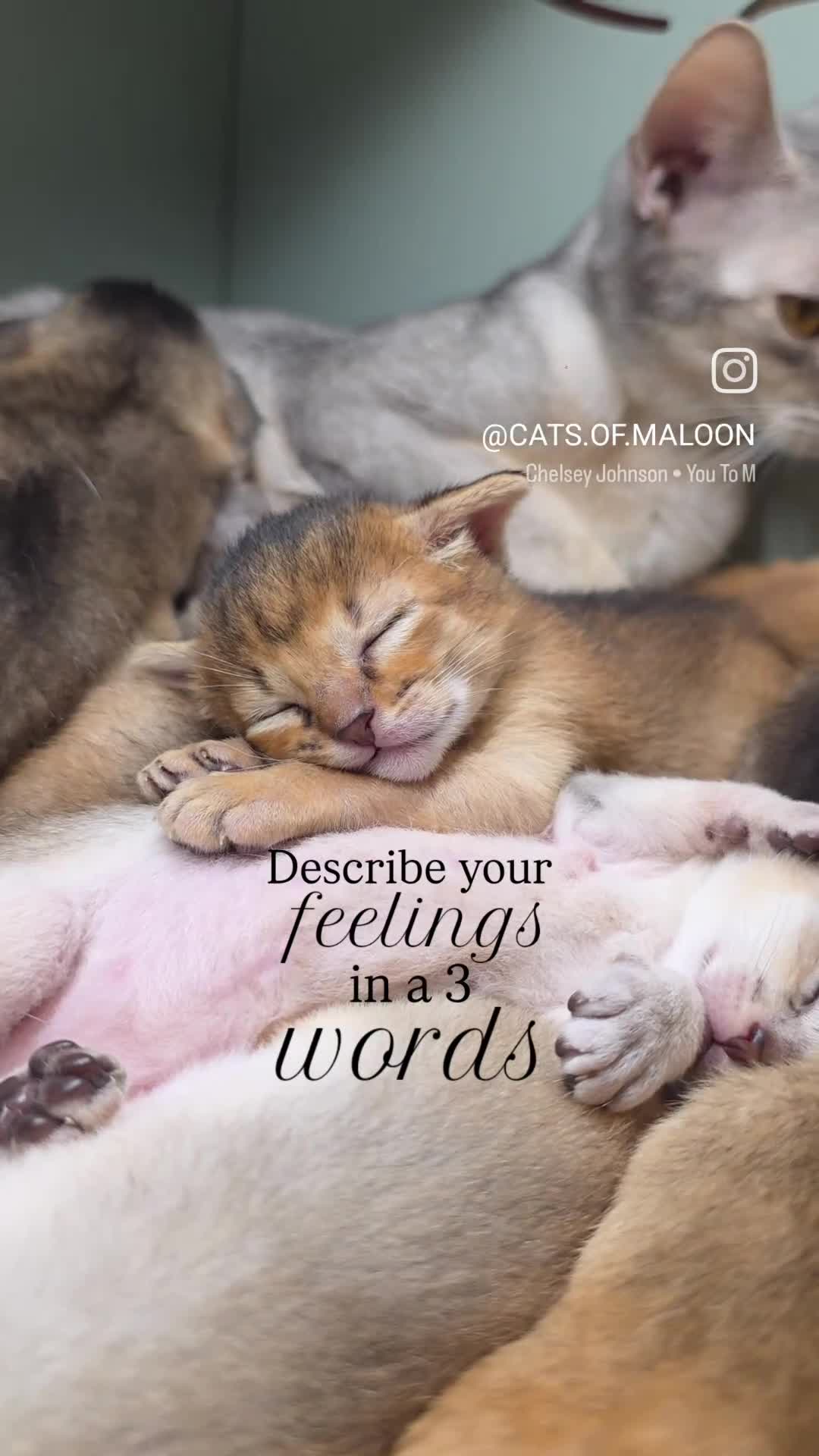 Abyssinian cats for sale: SILVER, Champion Line Abyssinians-Super Friendly  - Video 3