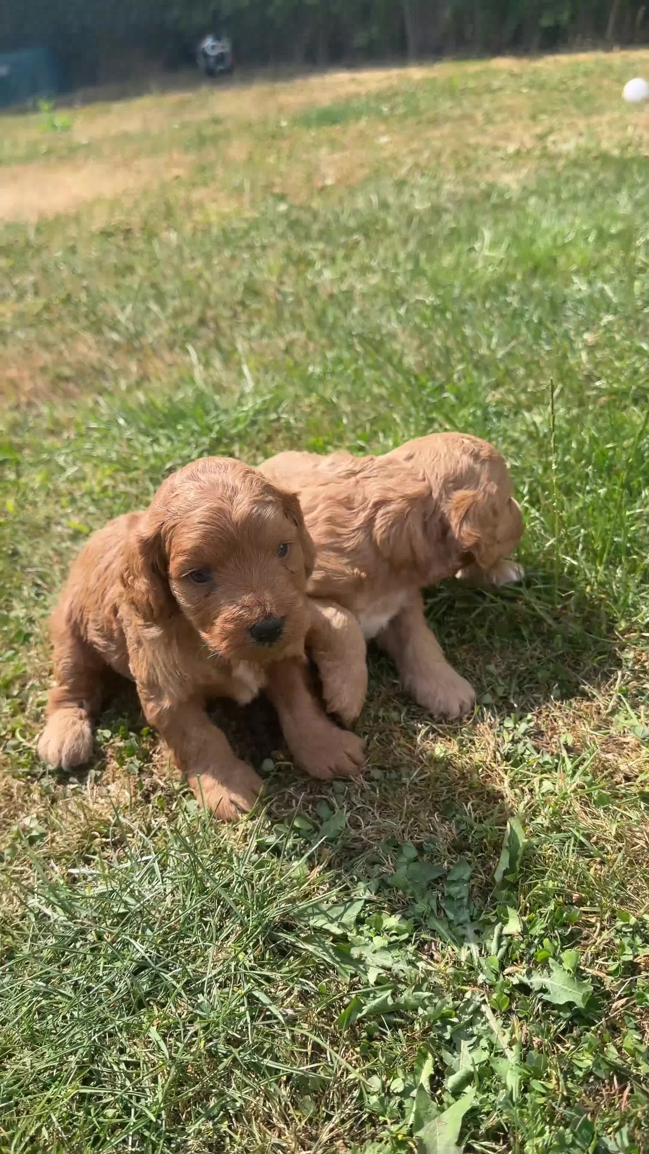 Cockapoo dogs for sale: Beautiful Cockapoo Puppies - Video 5