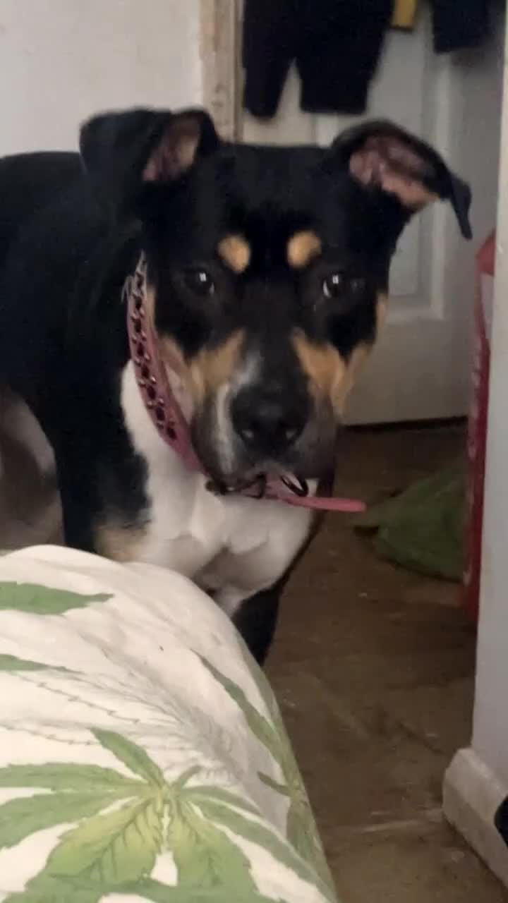 Mixed Breed dogs for sale: Sirus  - Video 2