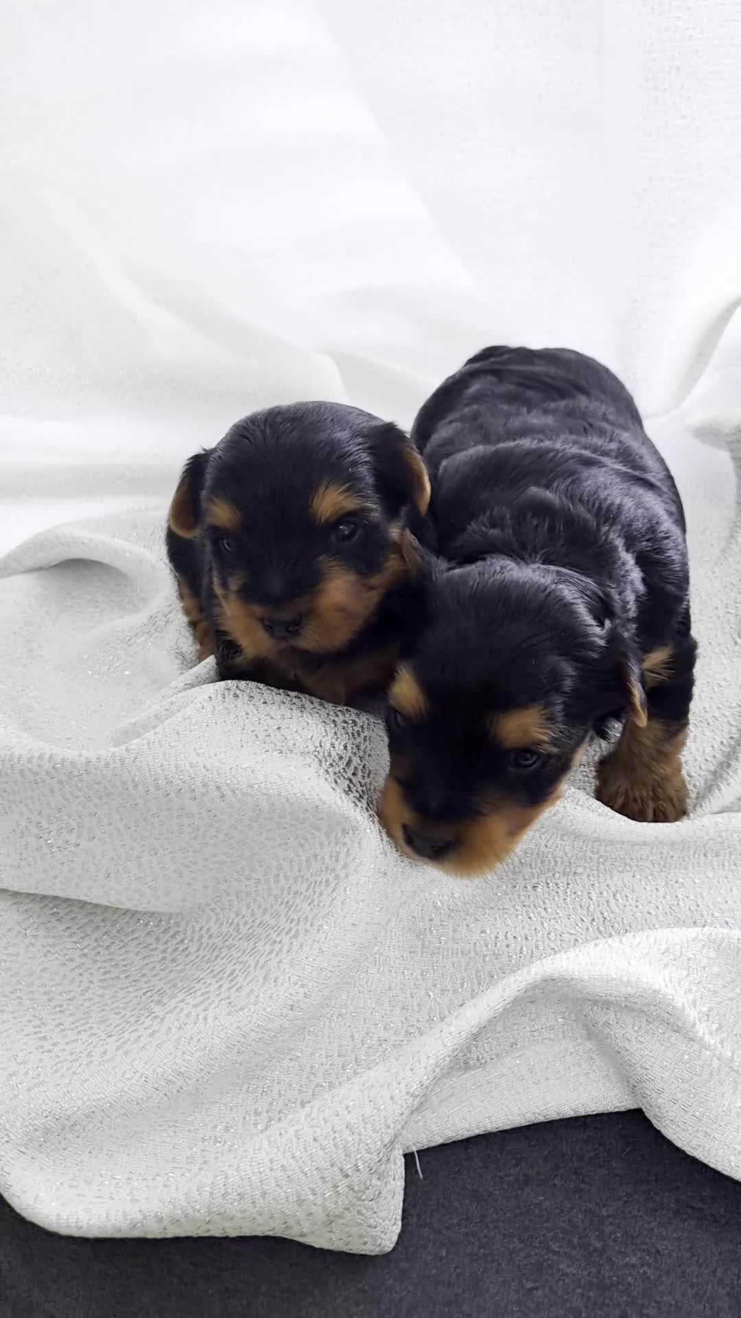 Yorkshire Terrier dogs for sale: 🐾 Two Beautiful Yorkshire Terrier Boys  - Video 1