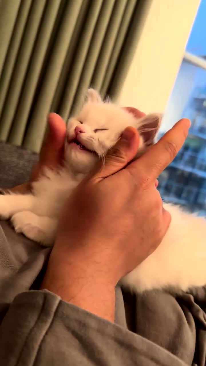 Ragdoll cats for sale: Purebred Ragdoll Kitten in Cardiff - Video 1