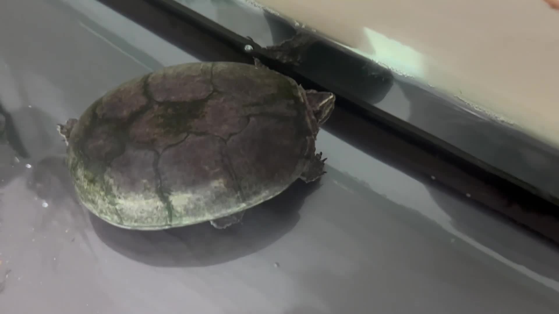 Turtle reptiles for sale: Musk turtle, large tank, filter  - Video 1