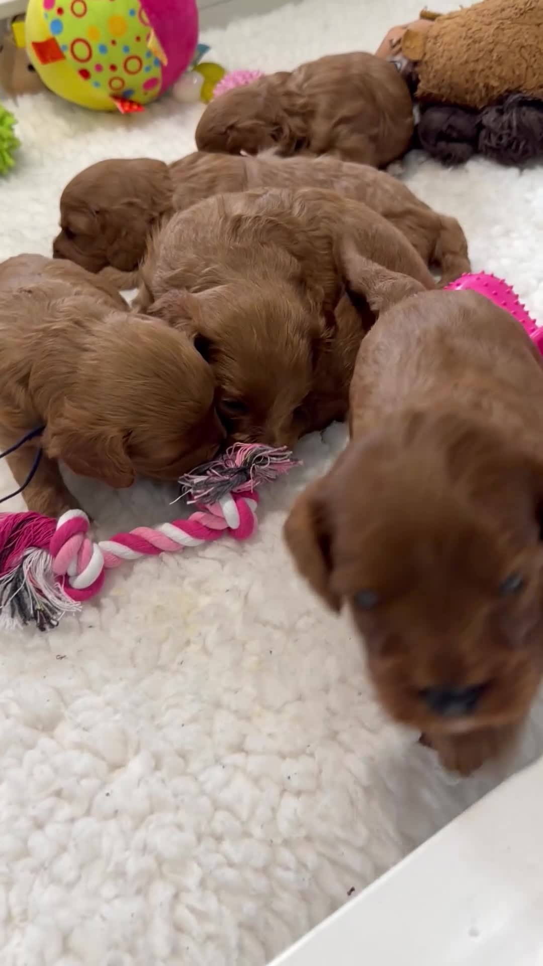 Cavapoo dogs for sale: F1 Health Tested Toy Cavapoos - Video 1