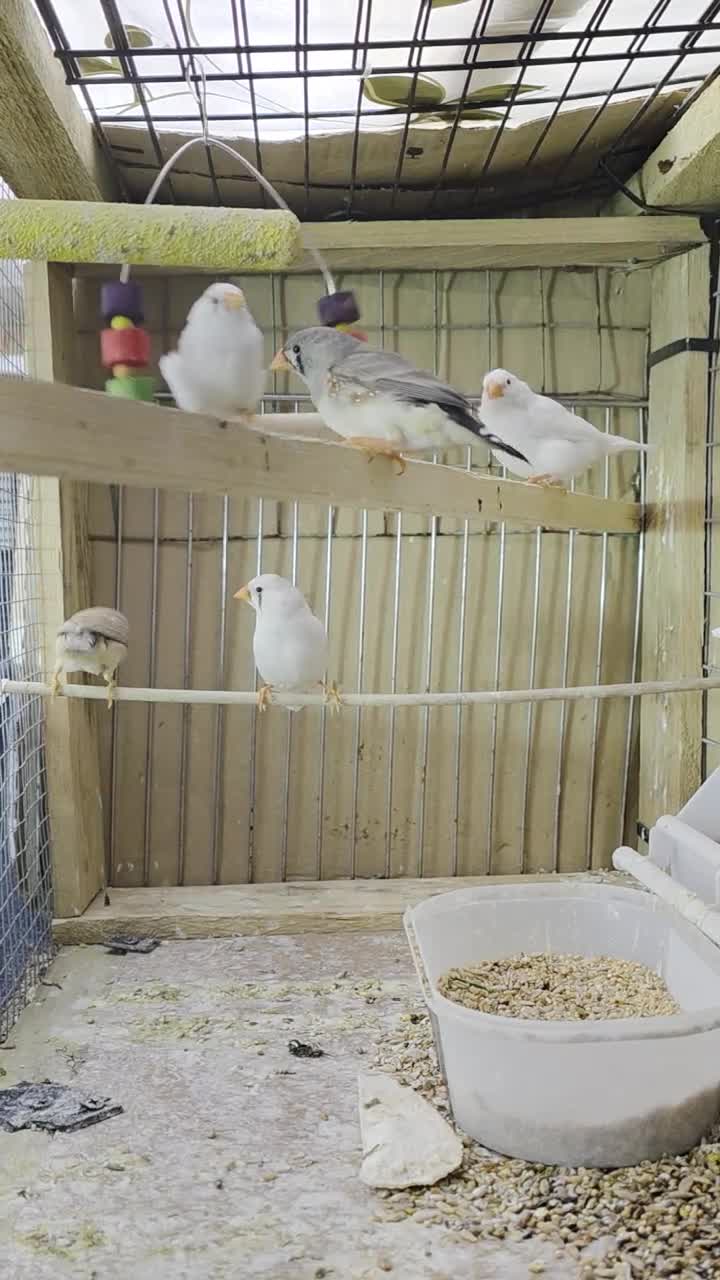 Finches birds for sale: Zebra Finch  - Video 1