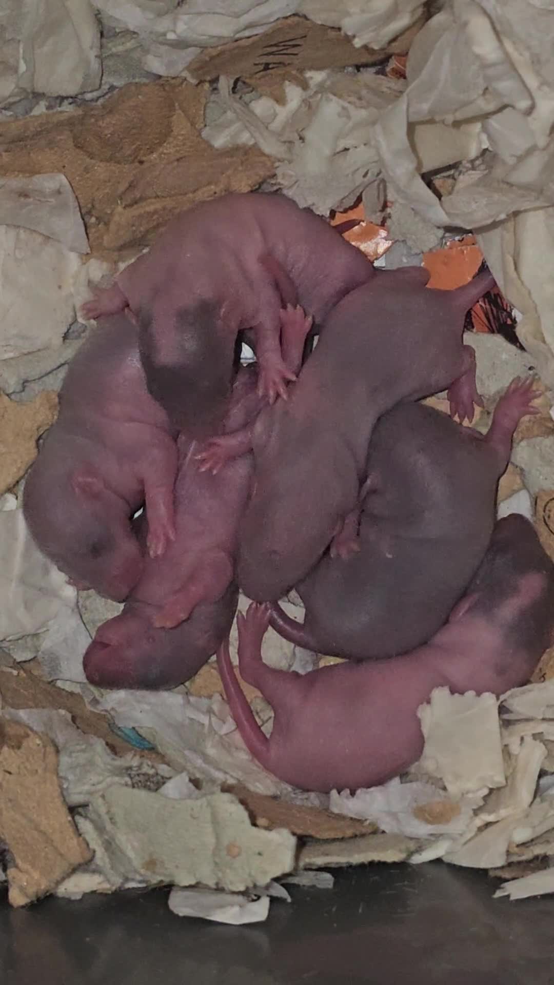 Rat rodents for sale: Baby Rats ~ Rex, Double Rex, Smooth and Dumbo - Video 1