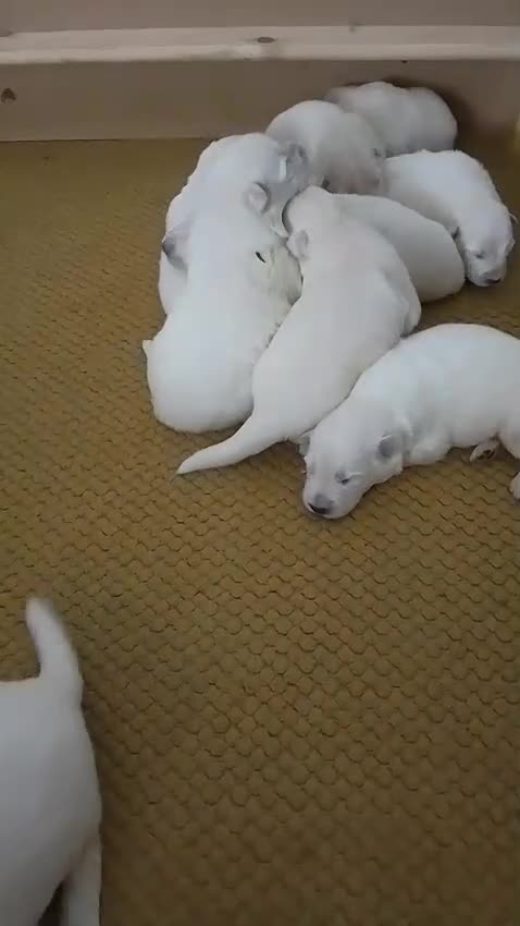 German Shepherd dogs for sale: Straight back White German shepherd pups for sale in Sheffield - Video 1