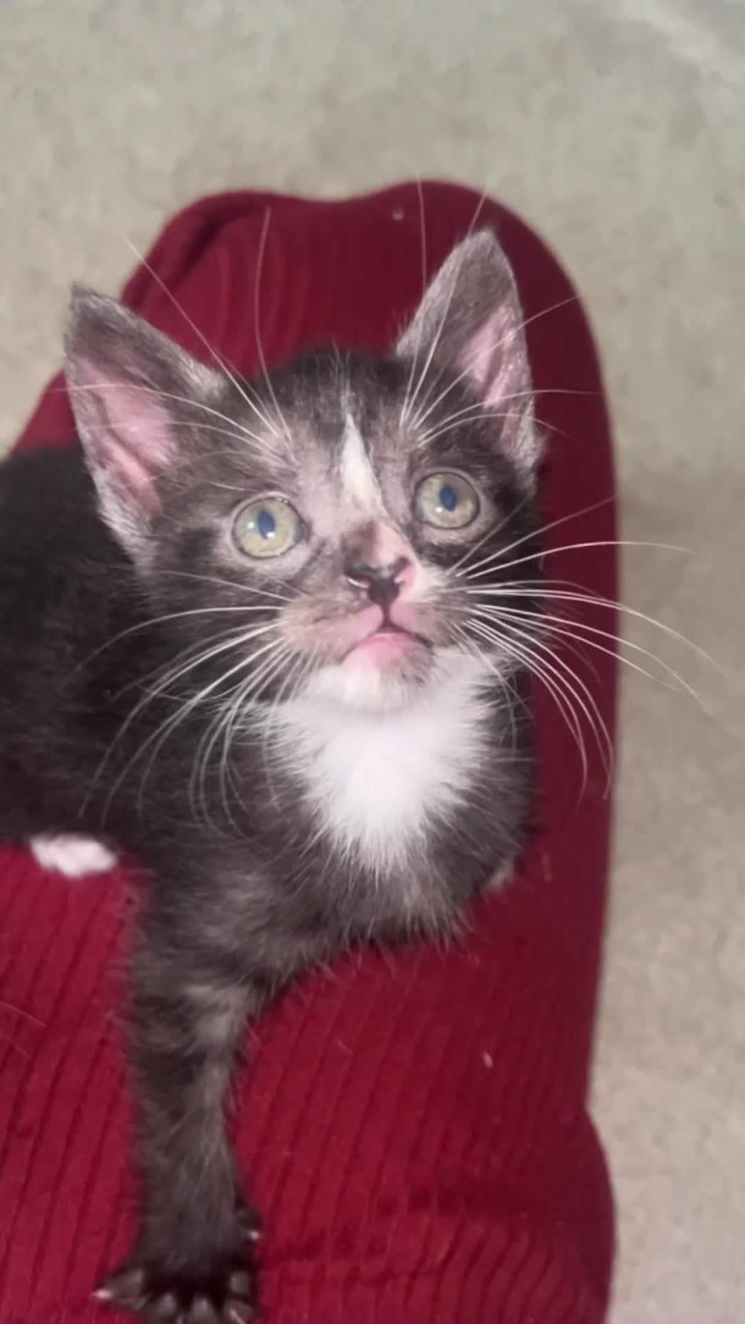 Mixed Breed cats for sale: READY NOW STUNNING KITTENS - Video 3