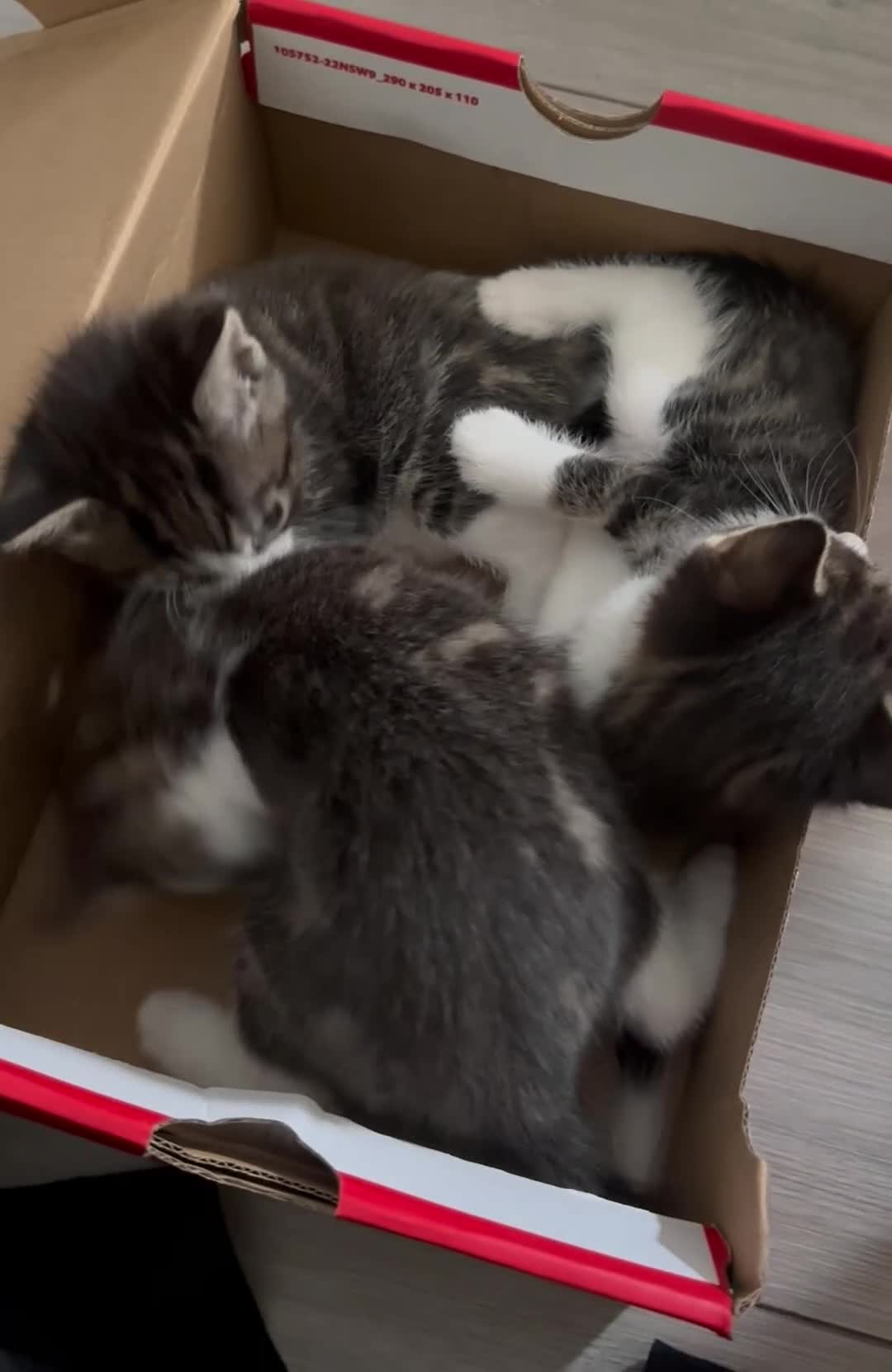 Mixed Breed cats for sale: 5 week old kittens -2 girls and 1 boy  - Video 1