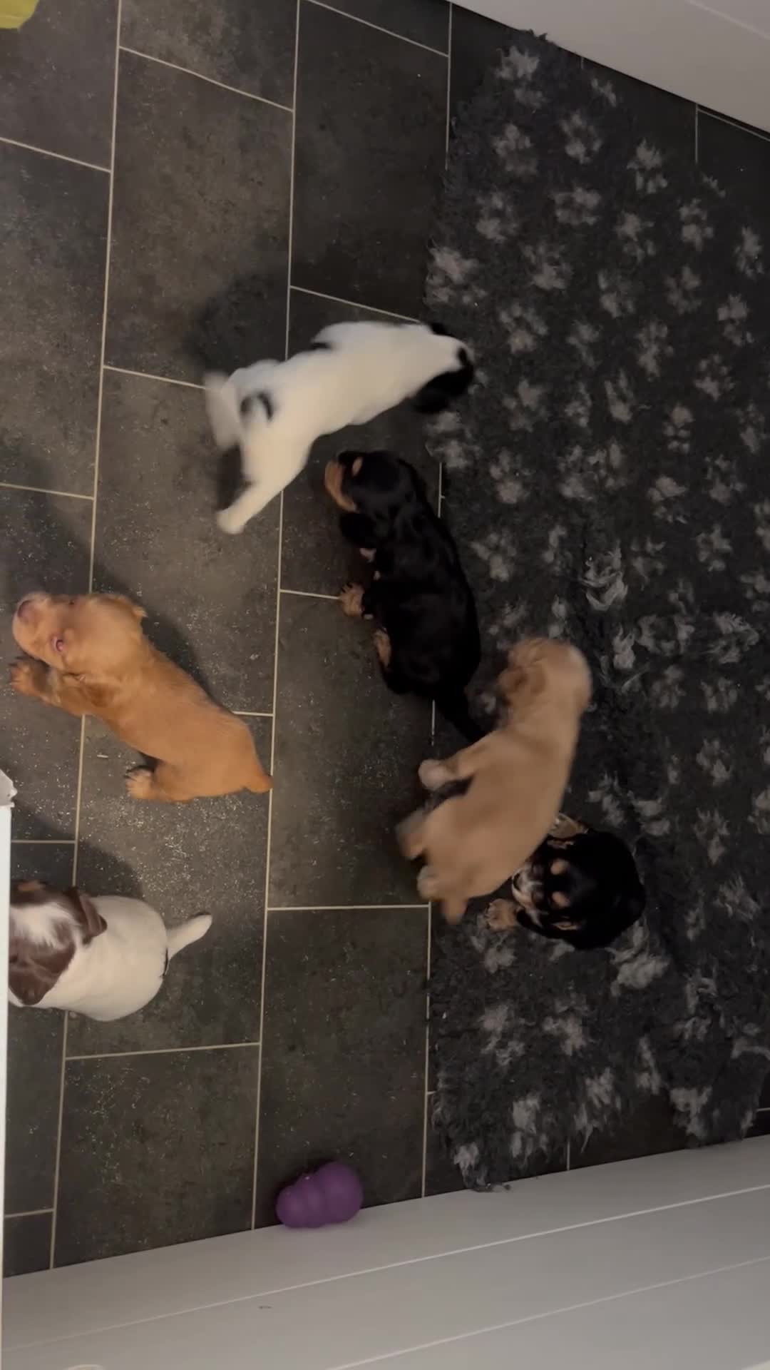 Cocker Spaniel dogs for sale: Working Cocker Spaniels puppies for Sale in Dorking - Video 1
