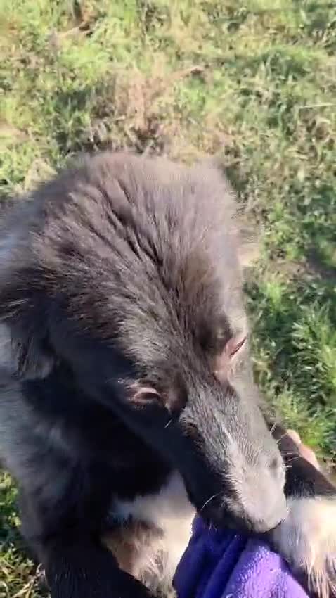 Mixed Breed dogs for adoption: 🐾 BELLA – A Brave Heart Ready to Love Again 💛 - Video 2