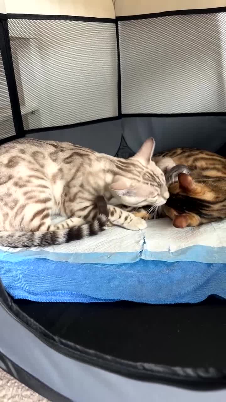 Bengal cats for sale: Milo & Maya’s beautiful pure Bengal babies 🐾 - Video 2